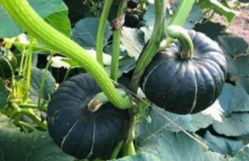 网红吃瓜爆料大全怀孕,揭秘娱乐圈怀孕大事件  第2张